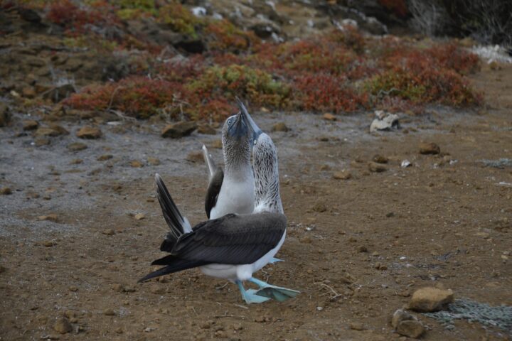 two Blue footed Boobies in Galapagos