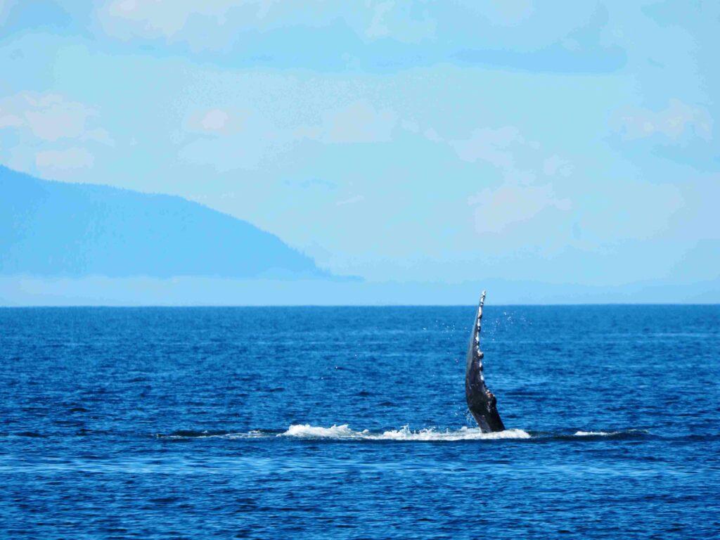 a-person-surfing-in-the-sea-captured-on-a-cloudy-d-2025-10-17-07-32-46-utc (1) whale watching