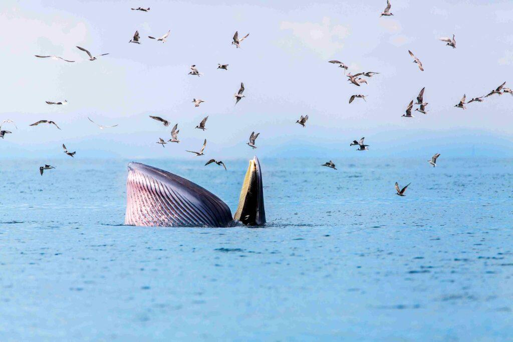 bryde-s-whale-eden-s-whale-eating-fish-at-gulf-o-2025-02-10-07-54-44-utc (1) whale watching