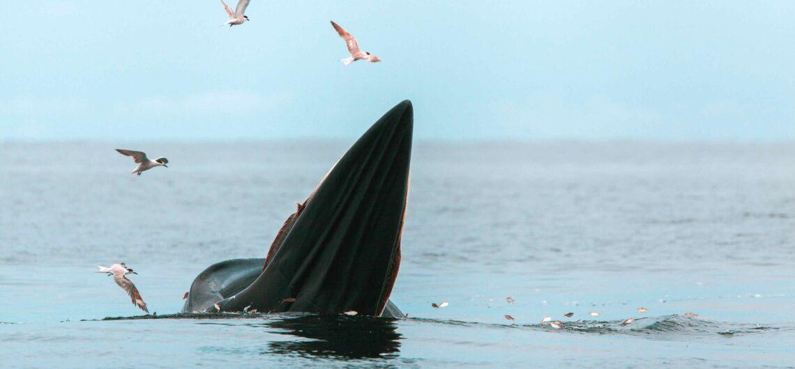 ballenas